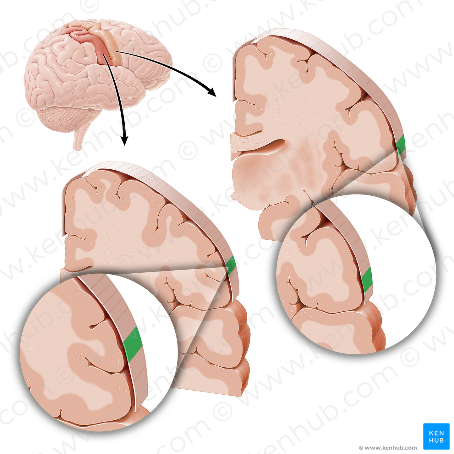 Sensory and motor cortex of tongue (#21229)