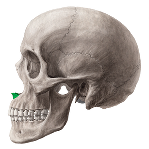 Anterior nasal spine of maxilla (#9106)