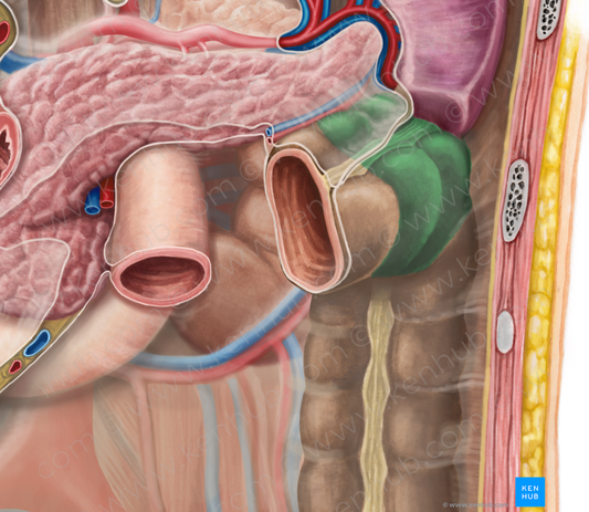 Left colic flexure (#3702)