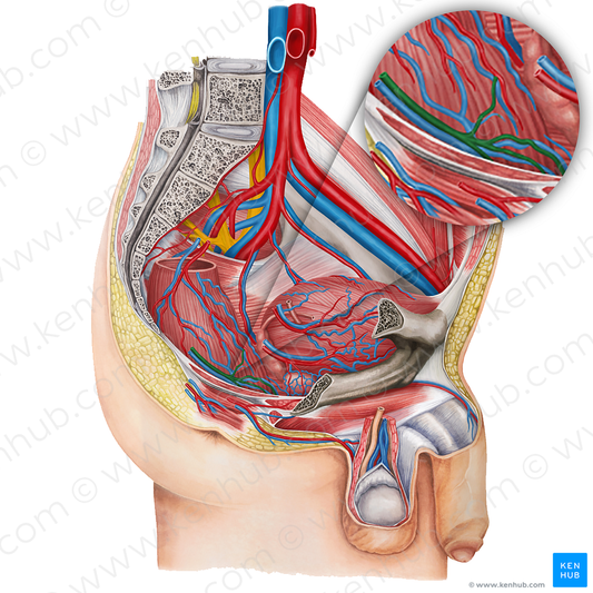 Right middle anorectal artery (#16895)