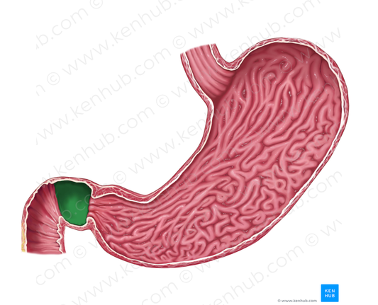 Superior part of duodenum (#7789)