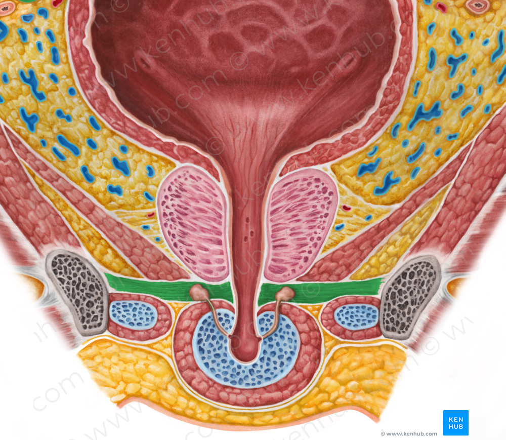Male external urethral sphincter (#5982)
