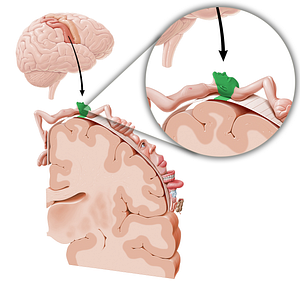 Sensory cortex of head (#11046)