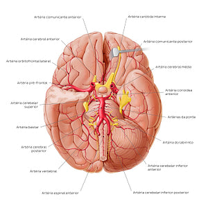 Arteries of the brain II (Portuguese)
