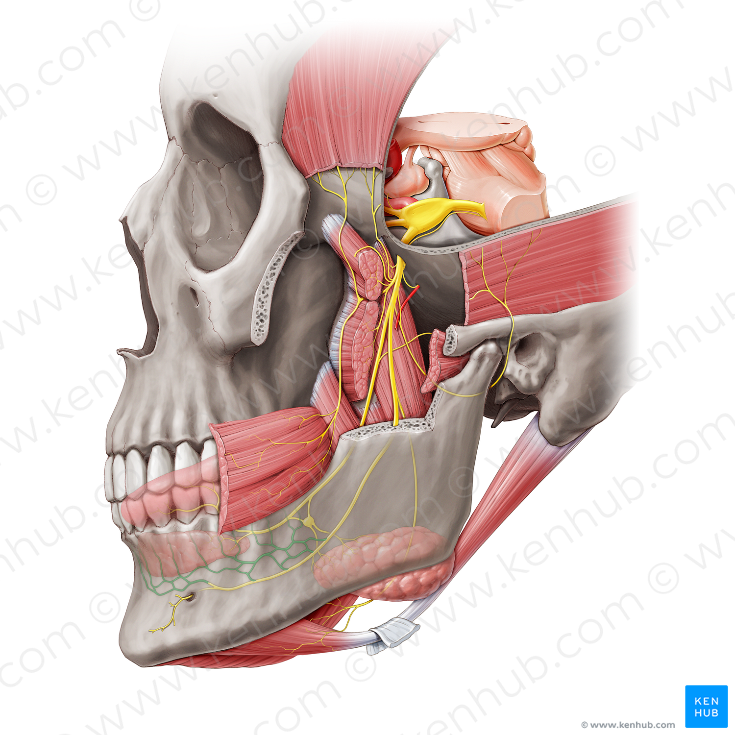 Inferior dental plexus (#20471)
