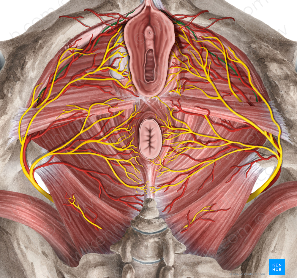 Dorsal nerve of clitoris (#6384)