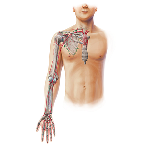 Scapular anastomosis (#20126)