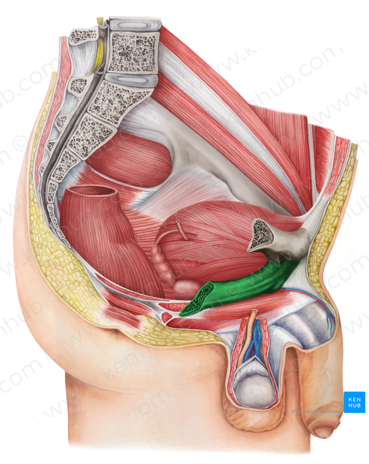 Inferior pubic ramus (#8704)