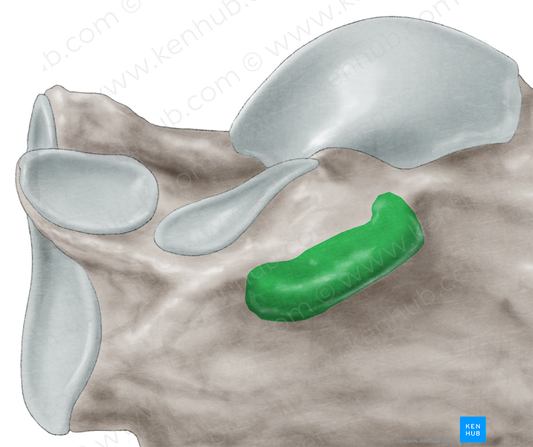 Sustentaculum tali of calcaneus (#9354)