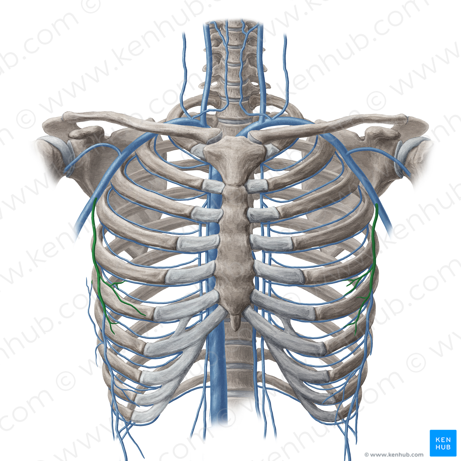Lateral thoracic vein (#20109)