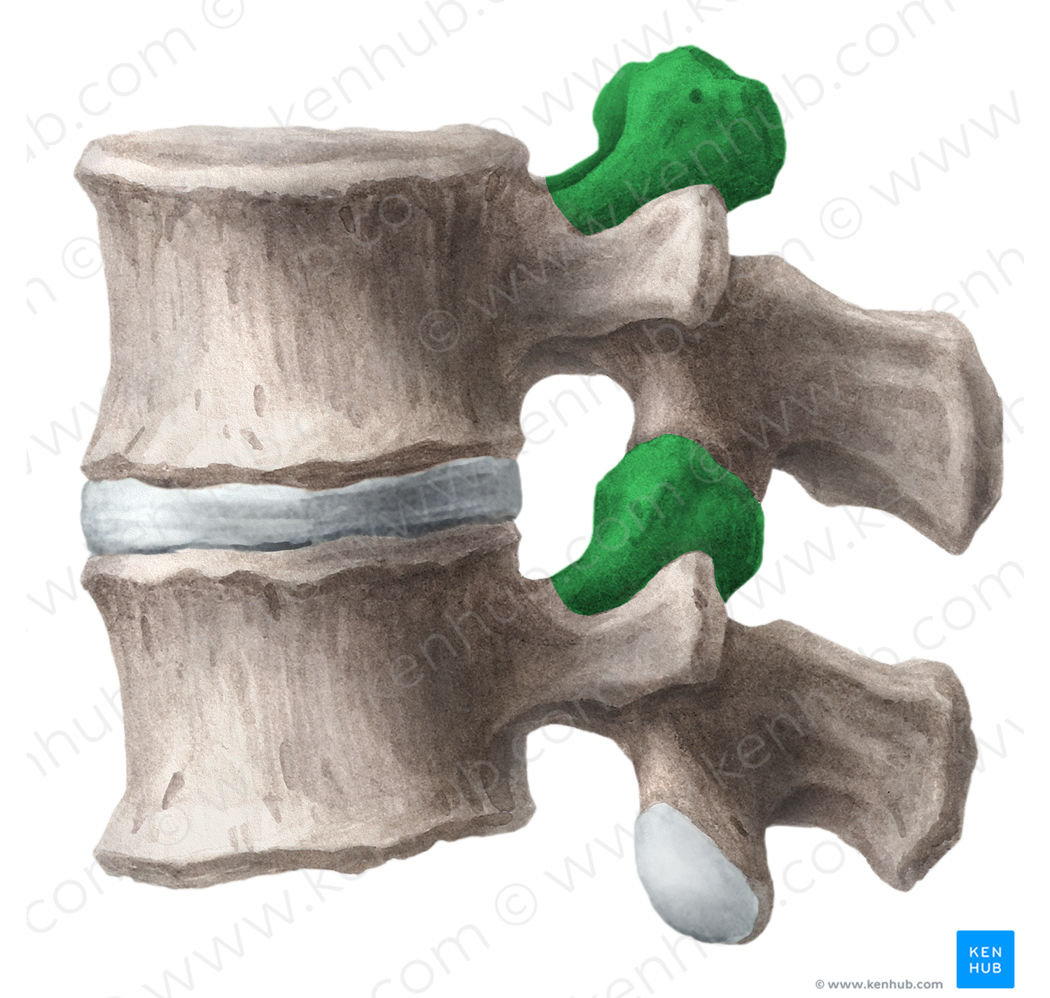 Superior articular process of vertebra (#21688)