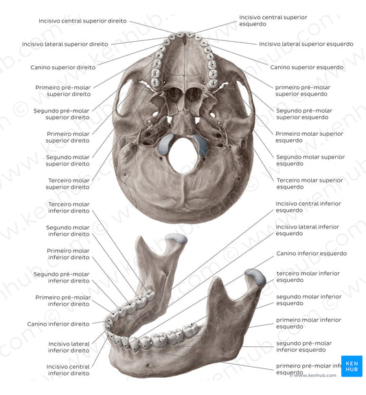 Teeth names (Portuguese)