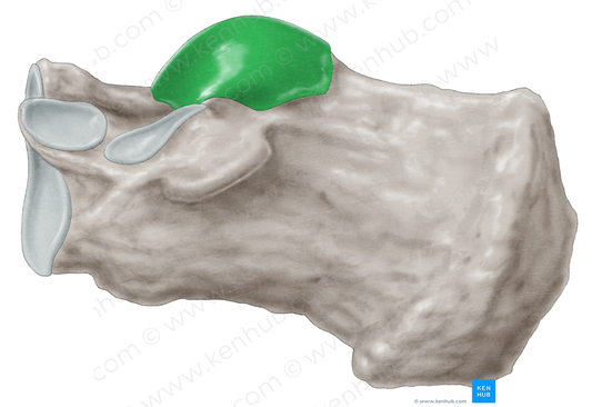 Posterior talar articular surface of calcaneus (#3480)