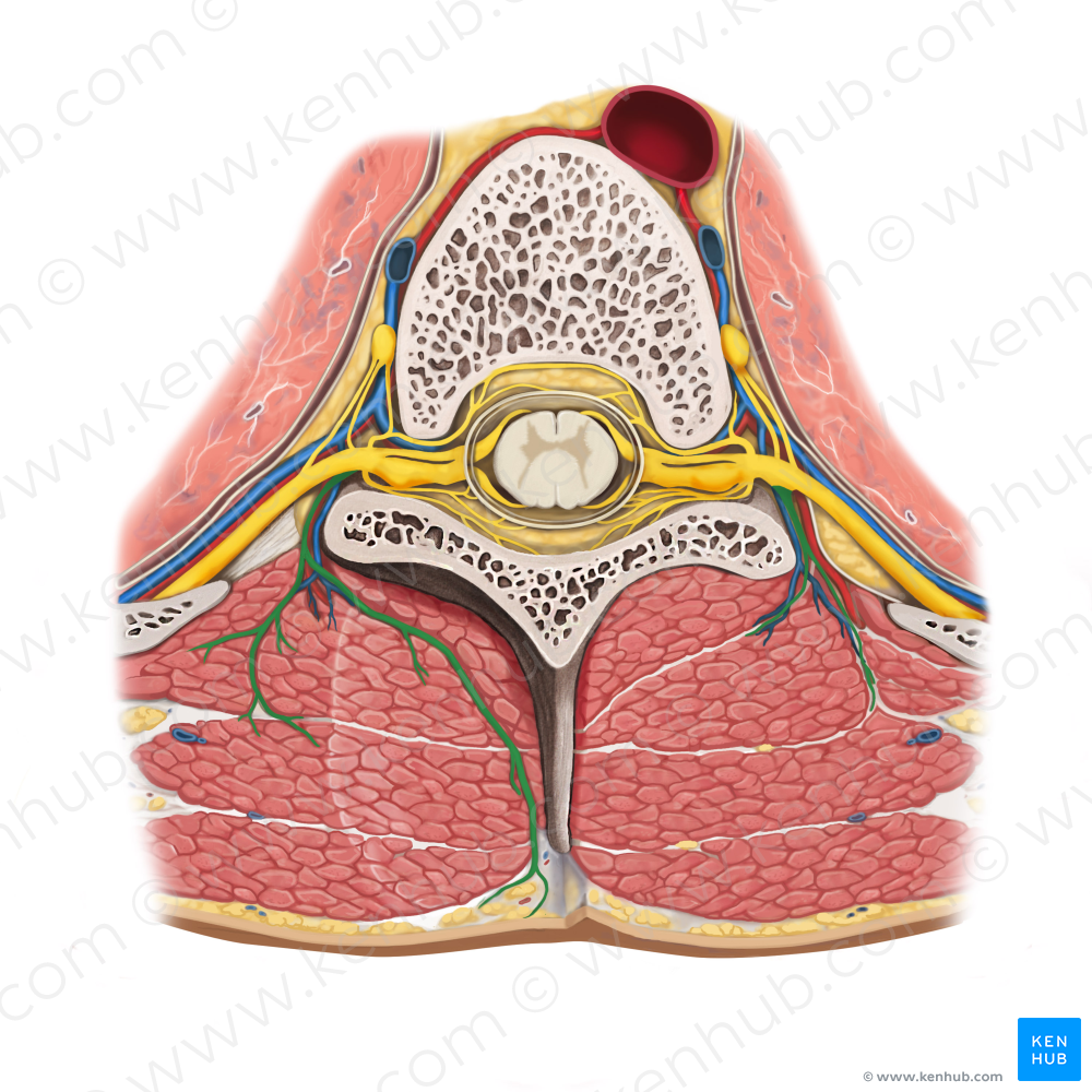 Posterior ramus of spinal nerve (#8781)