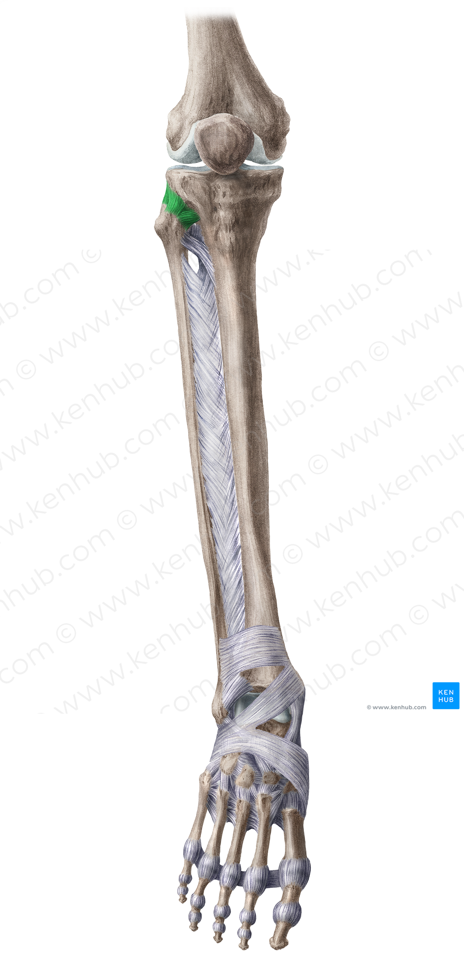 Anterior ligament of head of fibula (#4480)