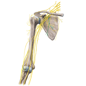 Thoracodorsal nerve (#21673)