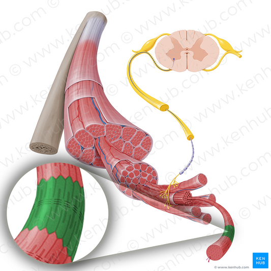 Sarcomere (#17235)