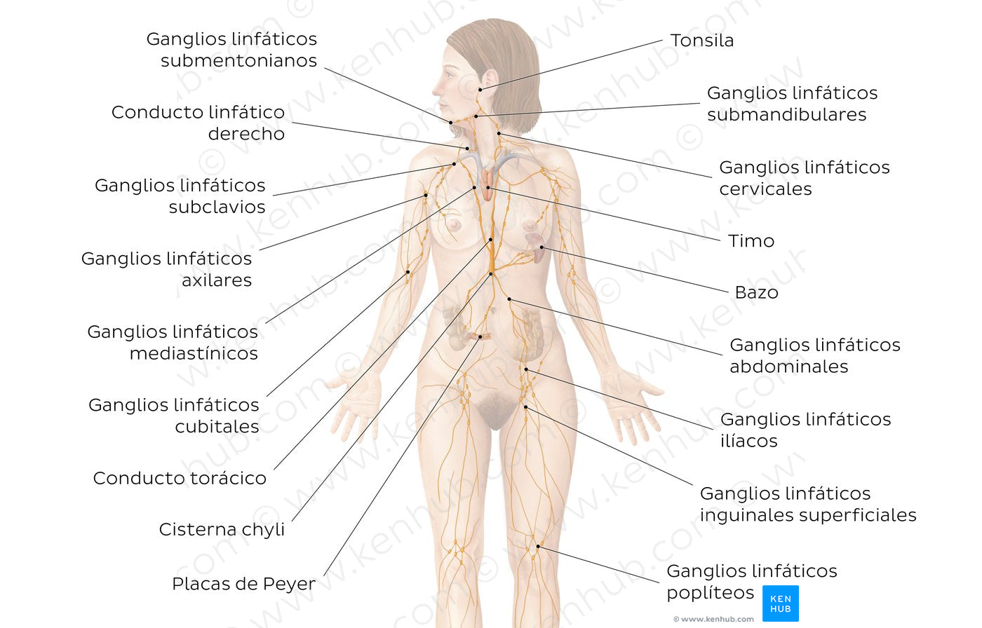 Lymphatic system (Spanish)