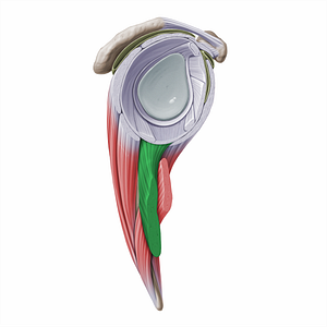 Long head of triceps brachii muscle (#16270)