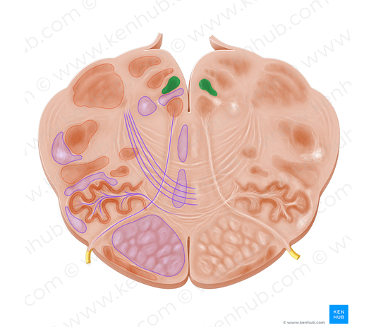 Posterior nucleus of vagus nerve (#7191)