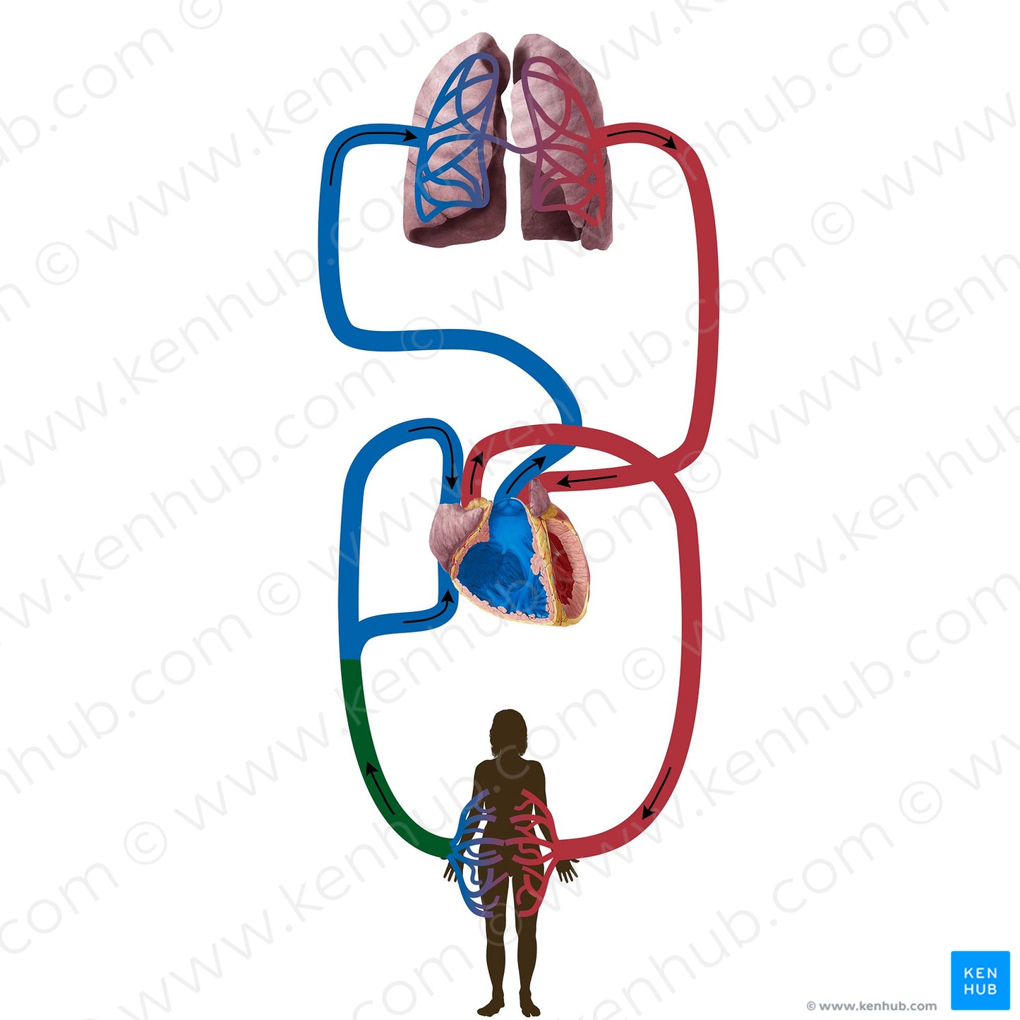 Systemic veins (#19839)