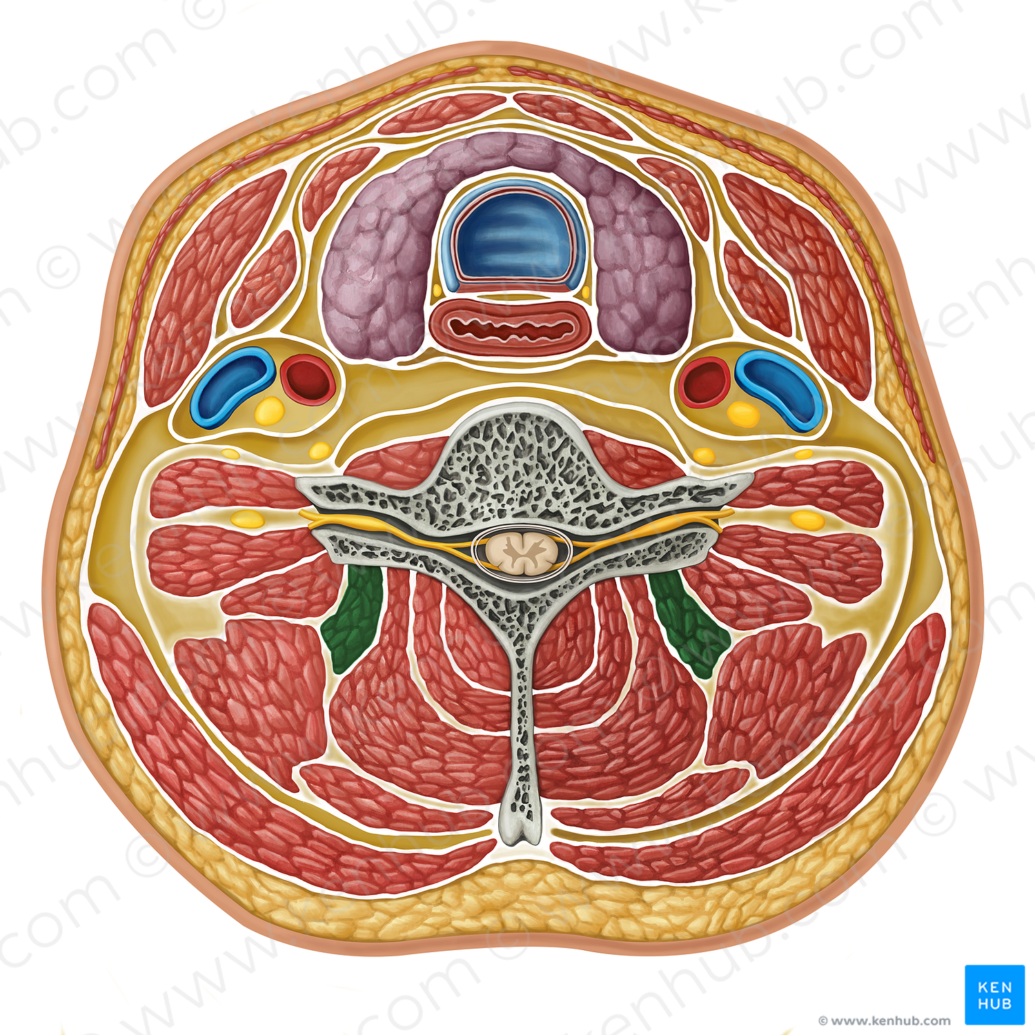 Splenius cervicis muscle (#17319)