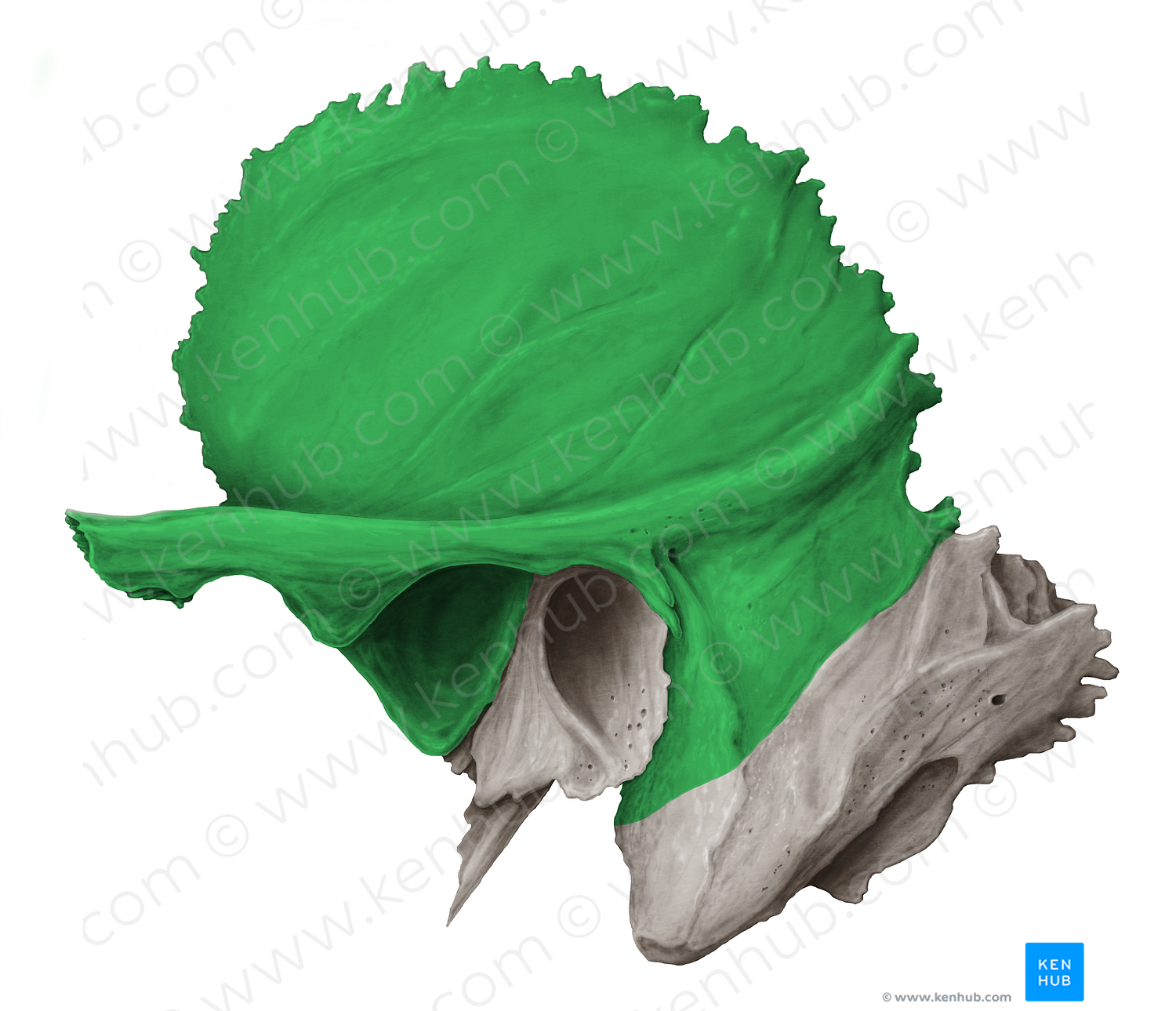 Squamous part of temporal bone (#7779) – Kenhub Image License Store