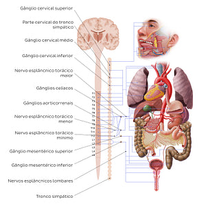 Autonomic nervous system - sympathetic nervous system (Portuguese)