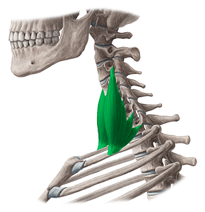 Scalenus medius muscle (#5908)