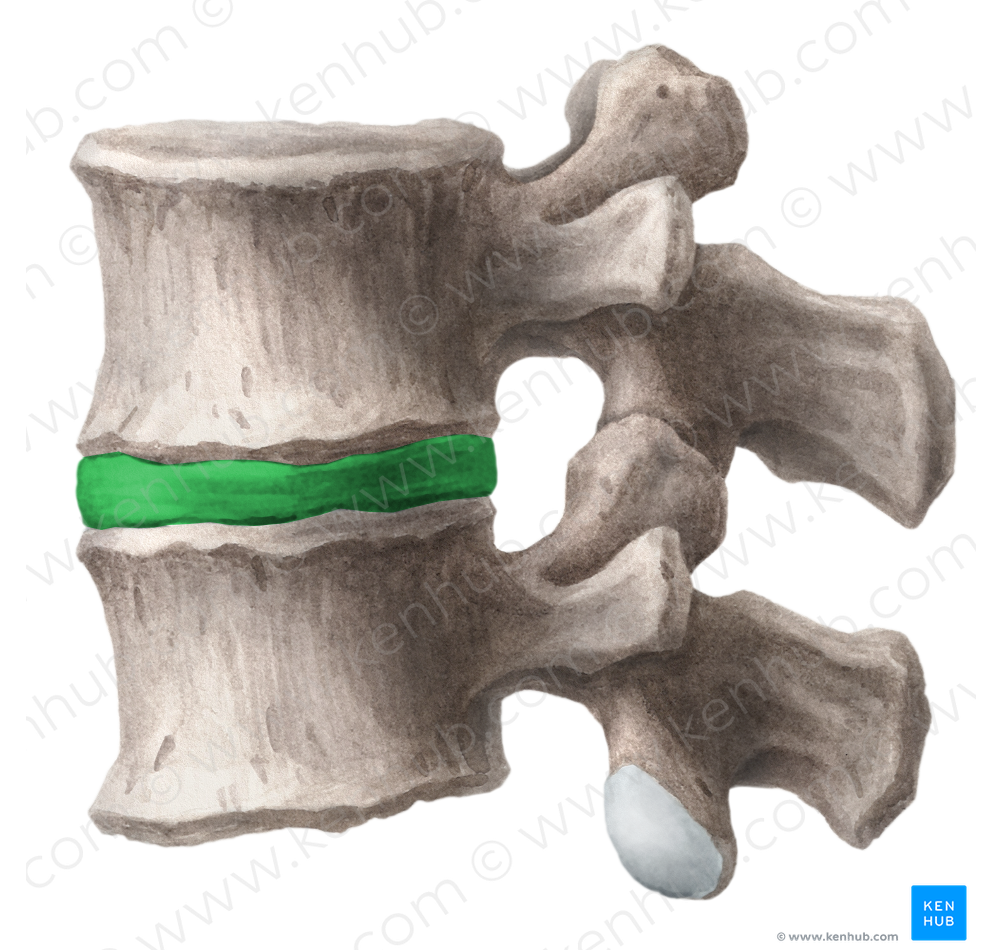 Intervertebral disc (#3273)