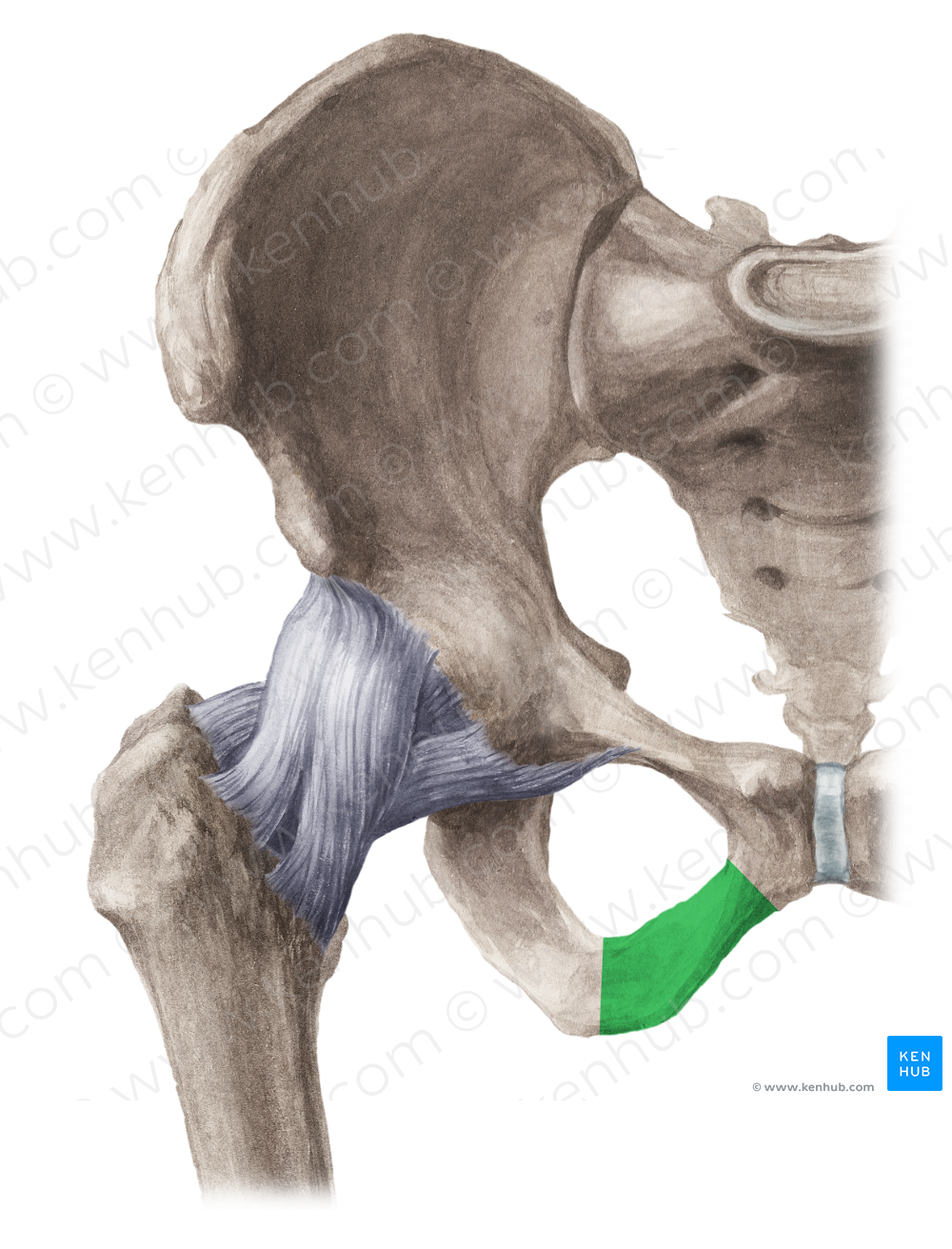 Inferior pubic ramus (#8702)