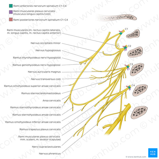 Cervical plexus (Latin)