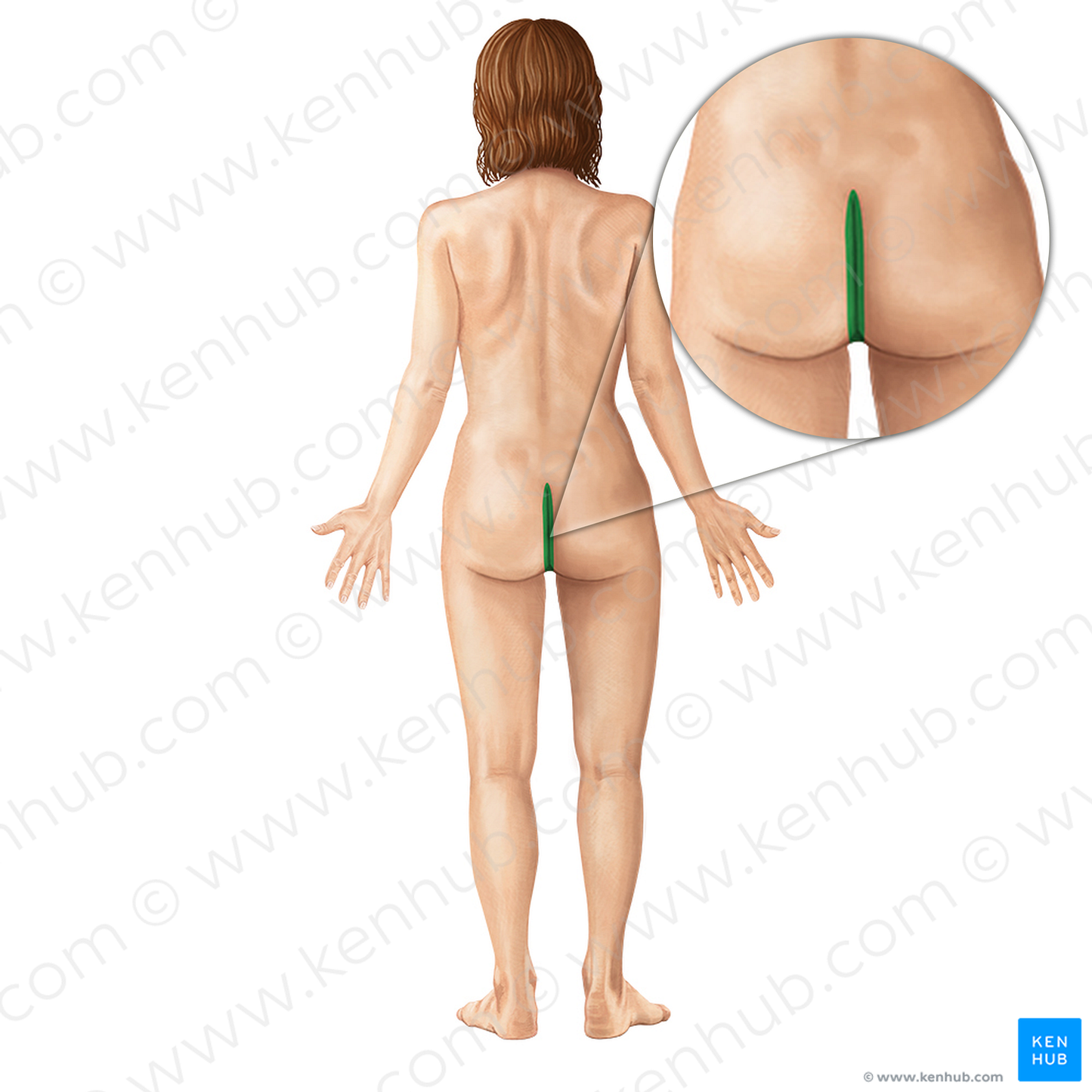 Intergluteal cleft (#3090)