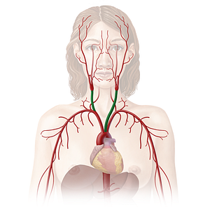 Common carotid artery (#929)