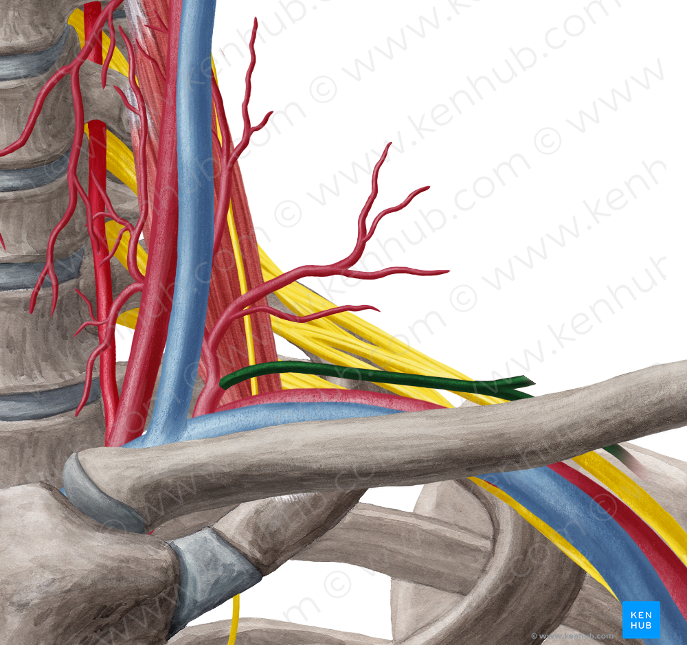 Suprascapular artery (#1876)