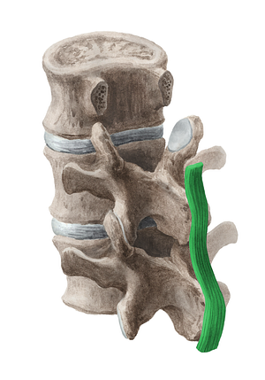 Supraspinous ligament (#4621)