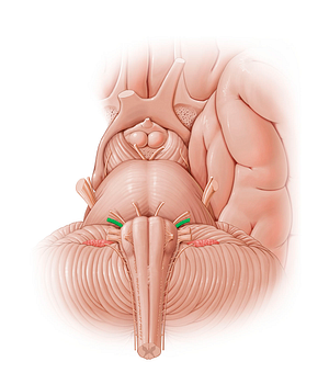 Vestibulocochlear nerve (#12800)
