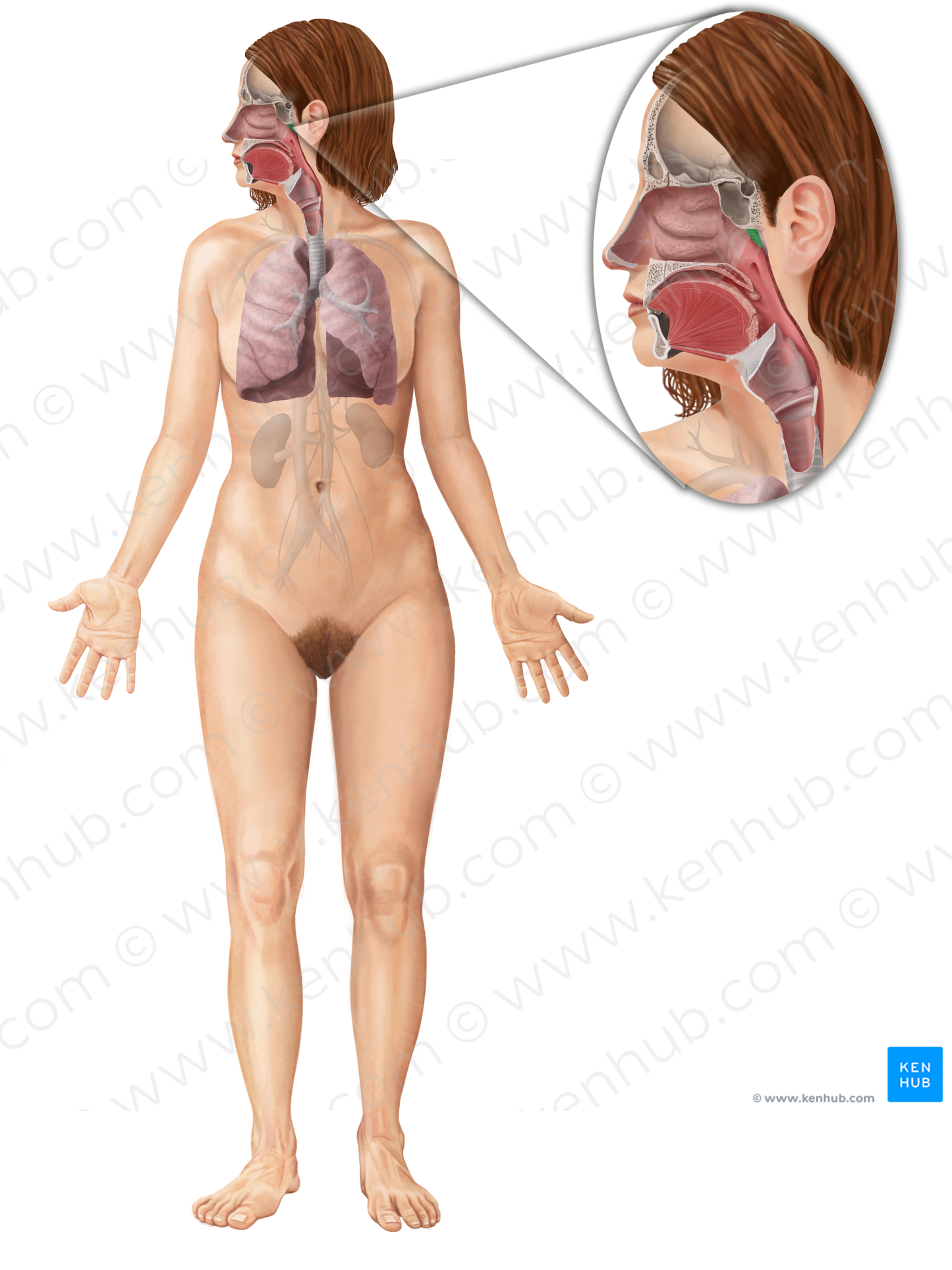 Pharyngeal tonsil (#9485)