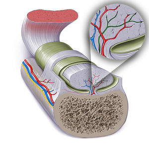 Nerve via mesotendon (#17272)