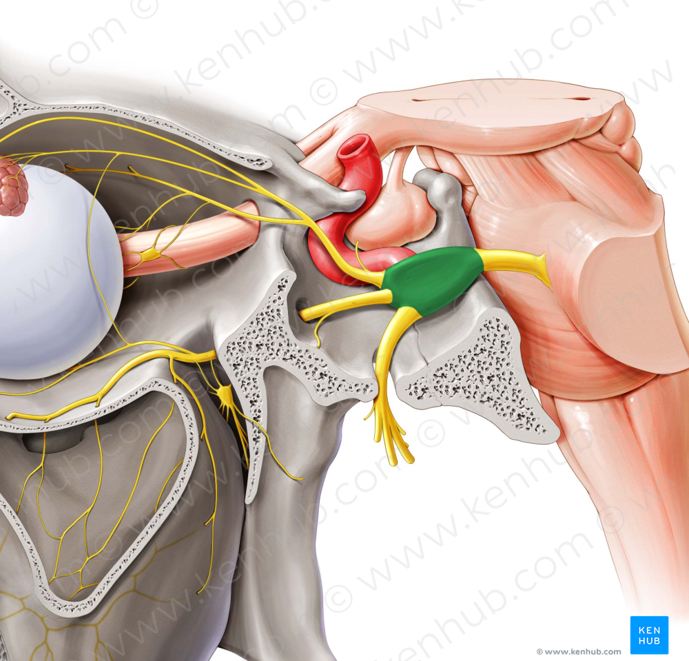 Trigeminal ganglion (#4038)