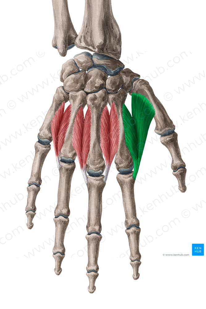 1st dorsal interosseous muscle of hand (#5490)