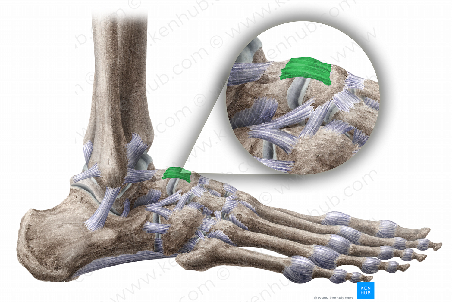 Talonavicular ligament (#11467)