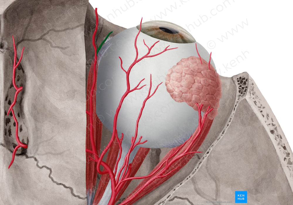 Supratrochlear artery (#1880)