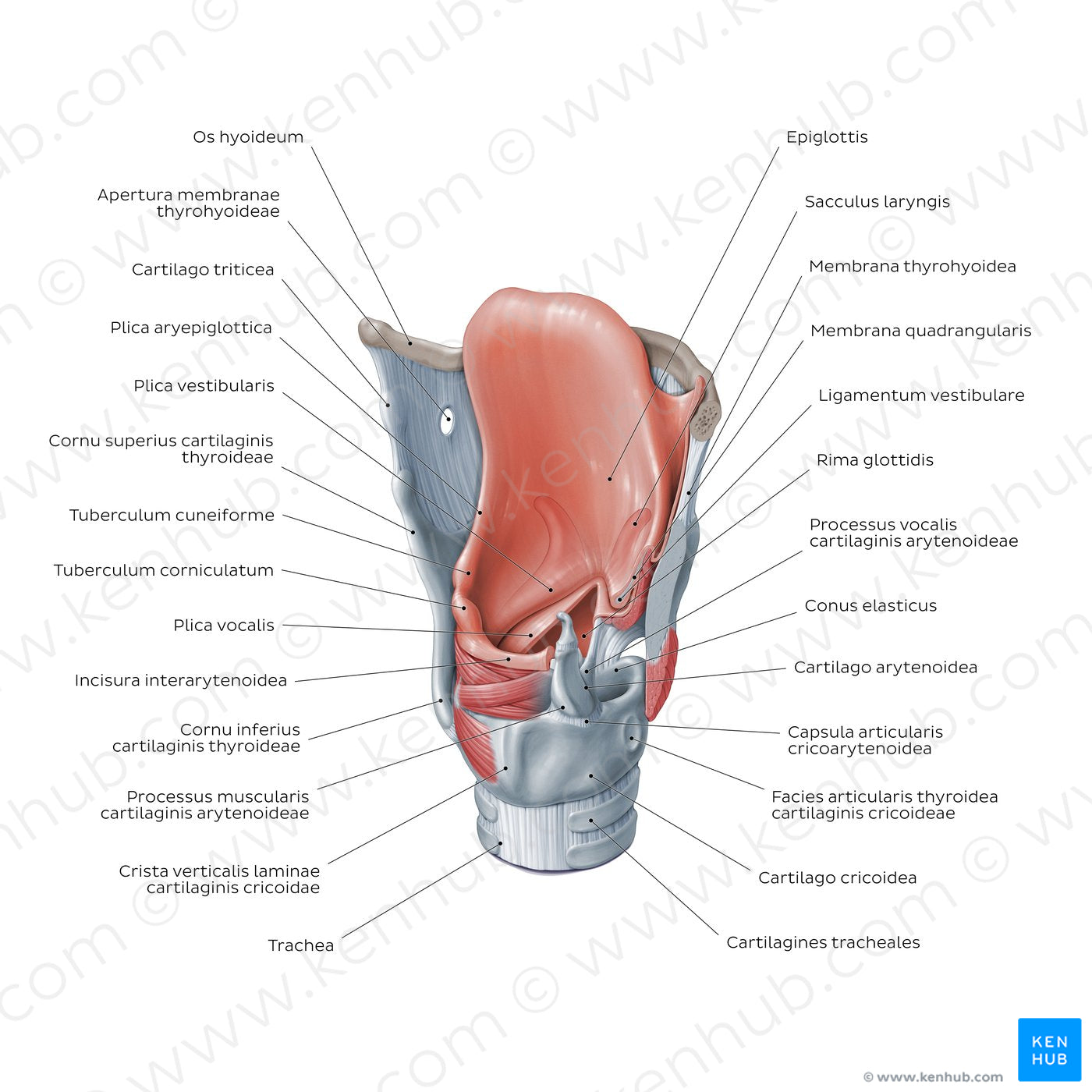 Structure of the larynx: posterolateral view (Latin)