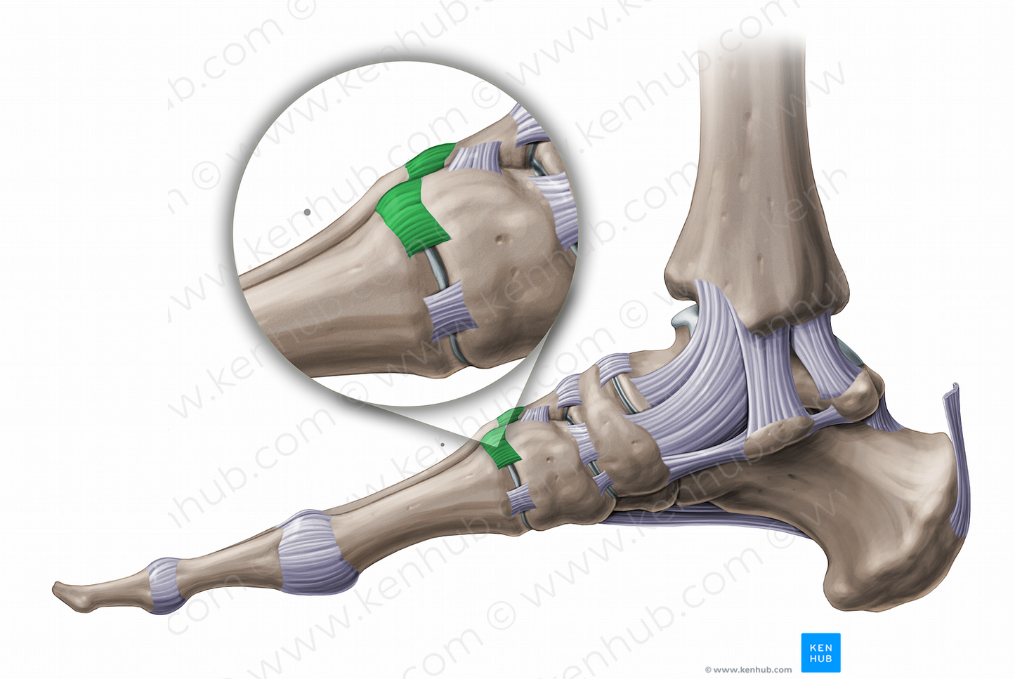 Dorsal tarsometatarsal ligaments (11235) Kenhub Image License Store