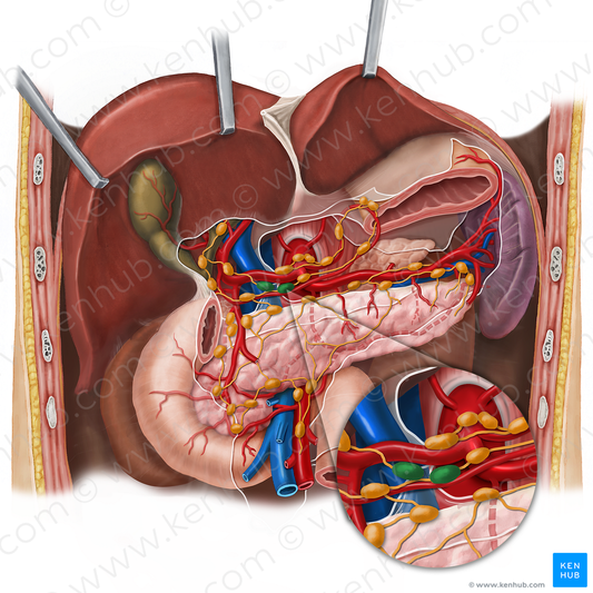 Right gastric lymph nodes (#16074)