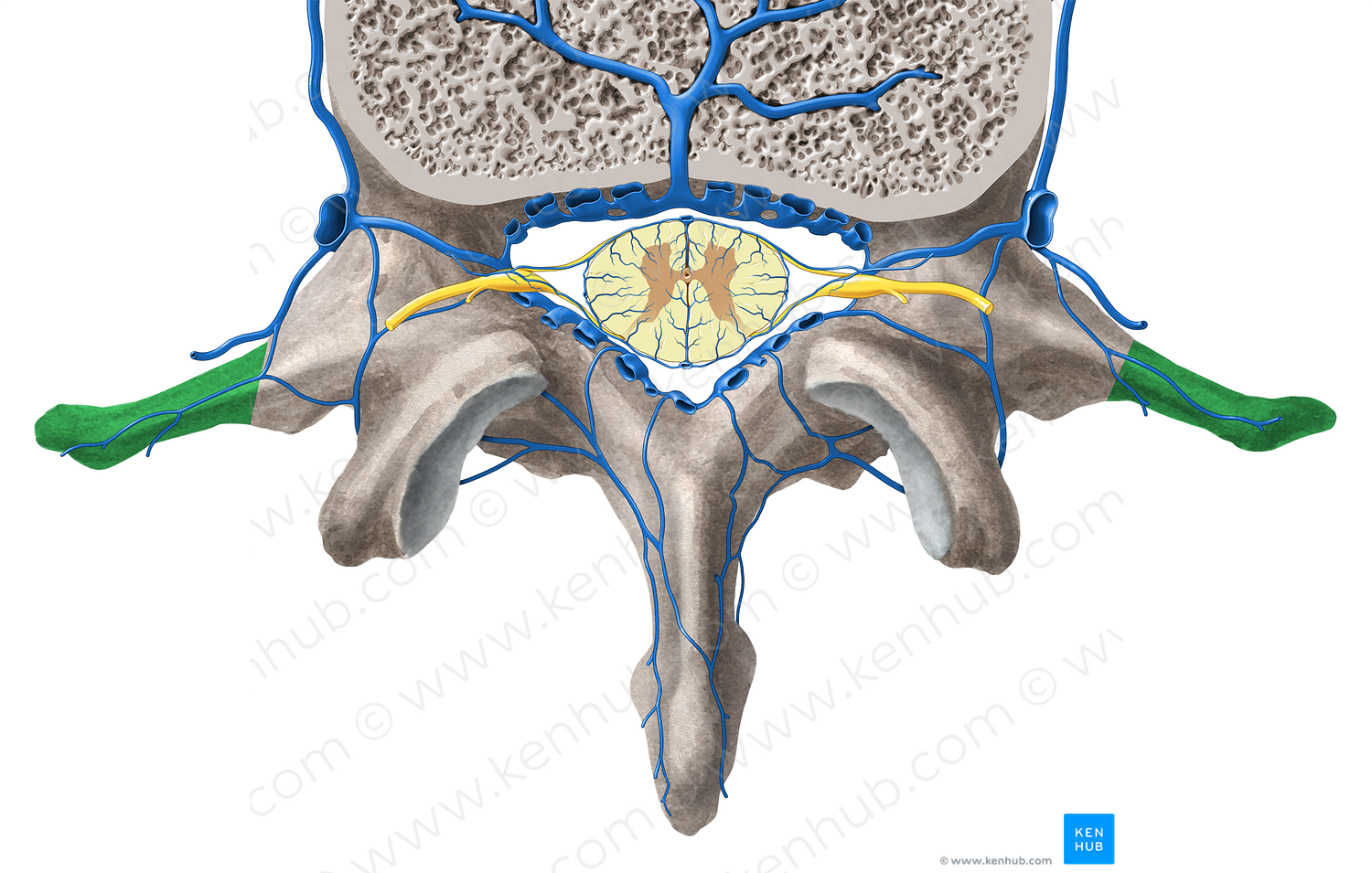 Transverse process of vertebra (#8344)