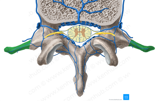 Transverse process of vertebra (#8344)