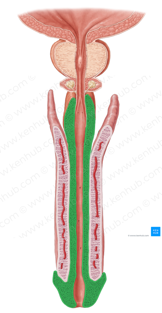 Corpus spongiosum of penis (#2992)