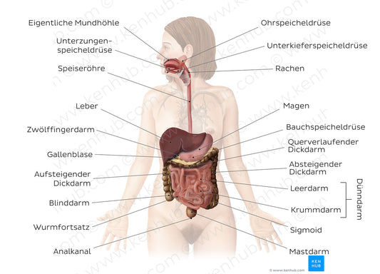 Digestive system (German)